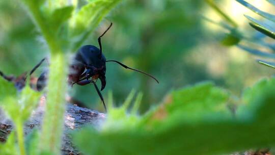 黑蚂蚁在树枝上爬行视频素材模板下载