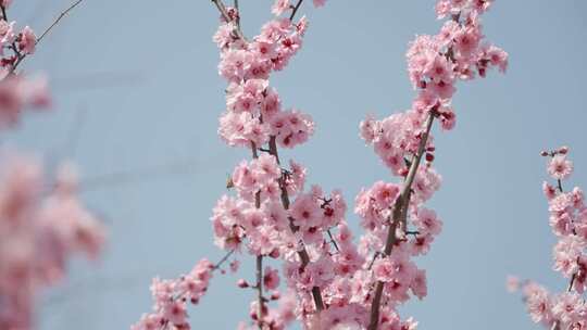 春天春暖花开桃花樱花空镜