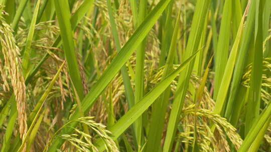 秋天水稻穗五常大米粮食丰收视频素材模板下载