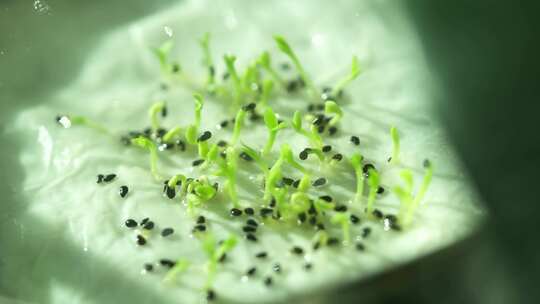 生长 嫩叶 生长 发芽 绿色 植物