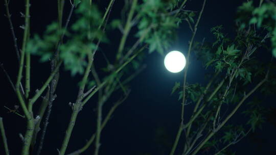 月亮 树枝