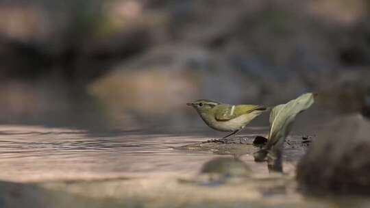 河边鸟儿喝水溪流森林自然生态环境保护视频素材模板下载