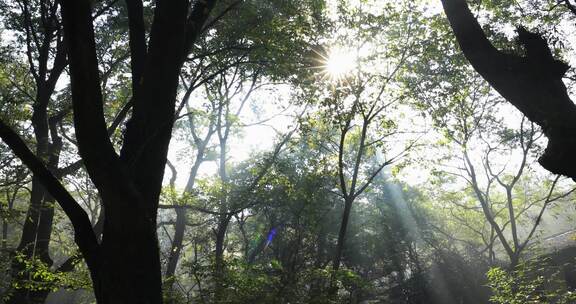 森林丁达尔光影晨雾树林唯美阳光树林
