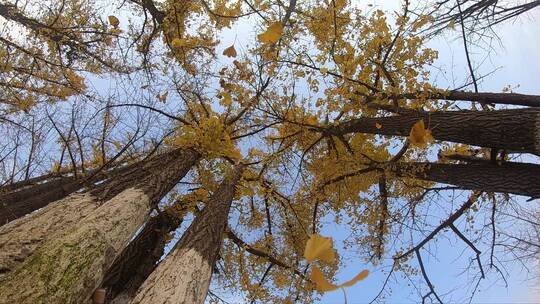 升格摄影深秋的风中银杏叶缓缓落叶