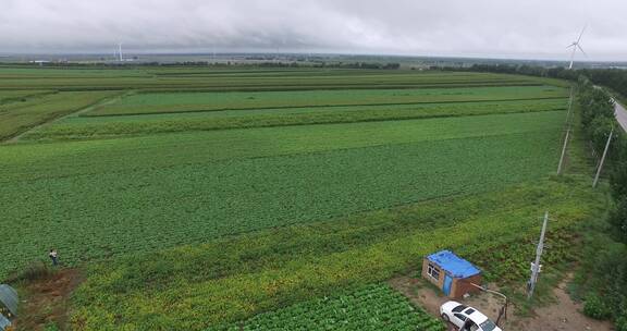 板蓝根种植基地航拍