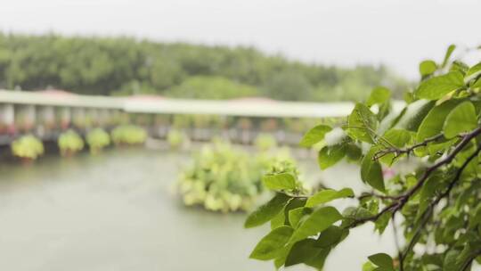 夏天风雨中公园里地绿色枝叶