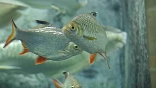 泰国鲫双线鲫鱼水族馆鱼类热带鱼特写