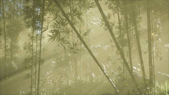 亚洲竹林与晨雾天气