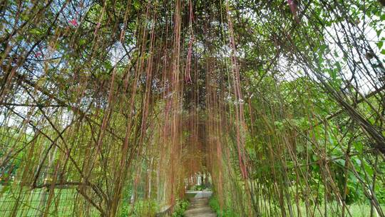 藤蔓植物拱门隧道视频素材模板下载