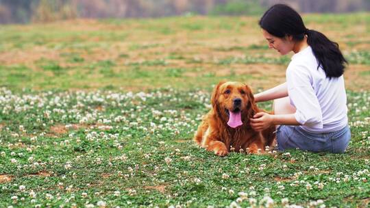 长腿美女和金毛宠物犬在春天开满花草地玩耍