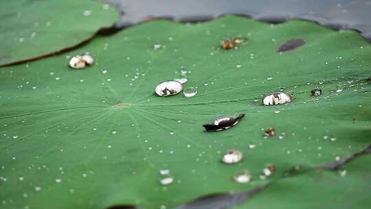 水珠洒落在池塘里的荷叶上