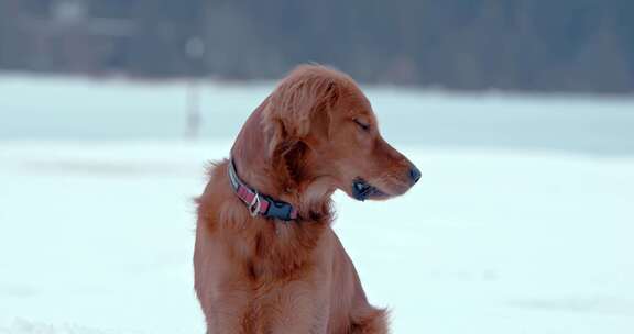 狗，金毛猎犬，玩耍，雪