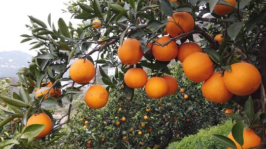 新鲜橙子合集