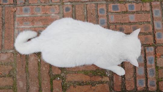户外撸猫抚摸流浪猫家猫白猫视频素材模板下载