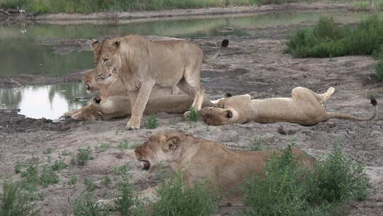 一群狮子在水坑边一起休息。视频素材模板下载
