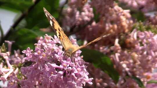 美丽的花蝴蝶自然美丽视频素材模板下载