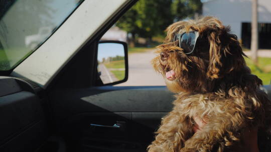 狗狗戴着墨镜坐在副驾驶上视频素材模板下载