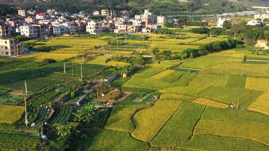 航拍秋天丰收金黄稻田4