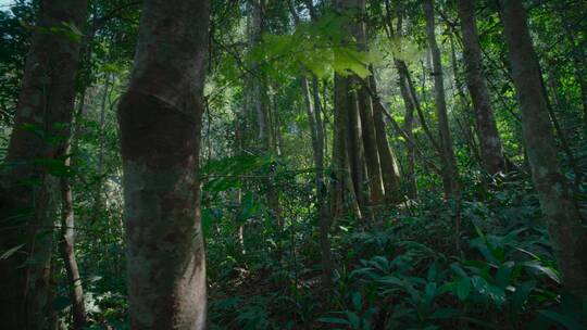 原始森林绿色植被旅游环境优美视频素材模板下载