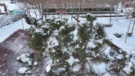 积雪覆盖的公园景象