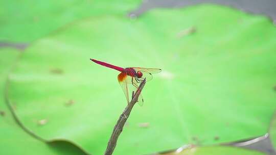 荷花池塘里的蜻蜓