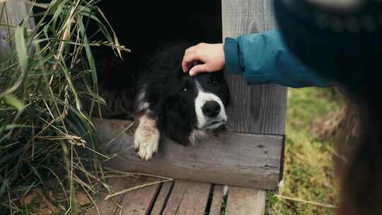 伯尔尼山犬，宠物，动物，冰岛