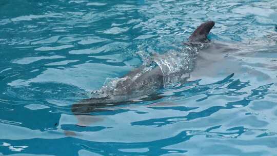 名古屋港公共水族馆