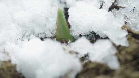 冰雪中破土而出的嫩绿新芽