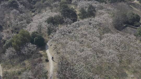 超山梅花航拍