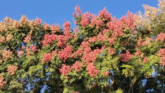 秋季的栾树开花结果 一个一个的红灯笼视频素材模板下载