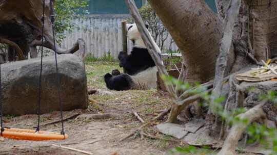 2024广州动物园游览大熊猫