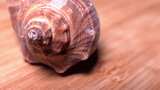 红里螺海螺贝壳高清在线视频素材下载