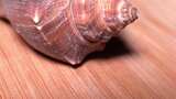 红里螺海螺贝壳高清在线视频素材下载