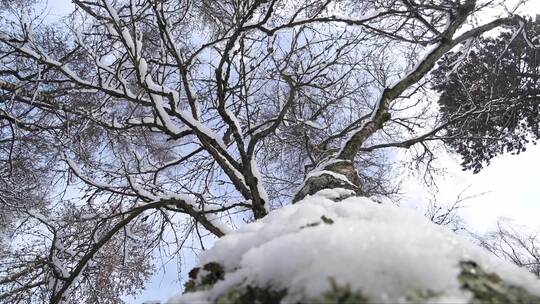仰拍冬天的大树和飘落的雪花