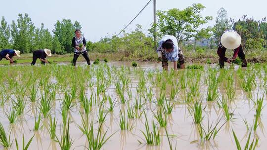 人工插秧水稻种植视频素材模板下载