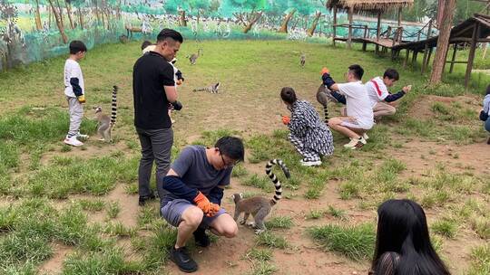 济南野生动物世界，环尾狐猴