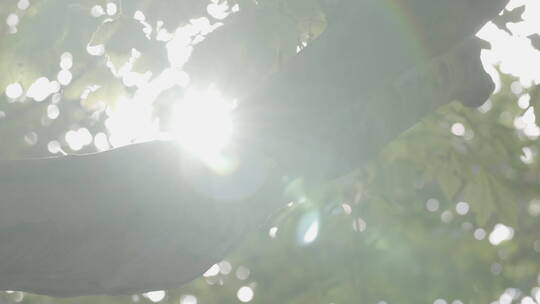 阳光传过树叶缝隙 冲光镜头视频素材模板下载