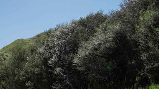 新西兰Manuka麦卢卡花丛 蜜蜂在花上采蜜