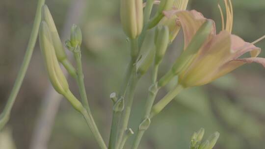 黄花菜摇镜头LOG