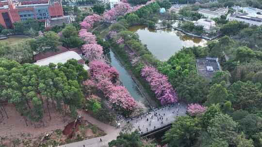 中国广东省广州市从化区华软异木棉