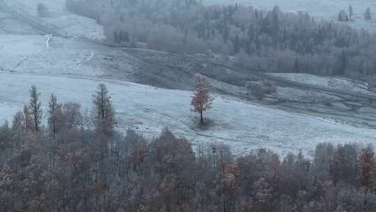 航拍新疆阿勒泰雪后的森林