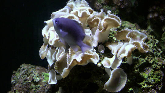 水族馆里蓝鱼在游泳