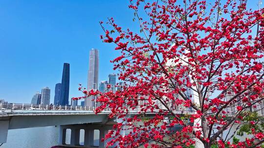 城市中盛开木棉花与高楼景观