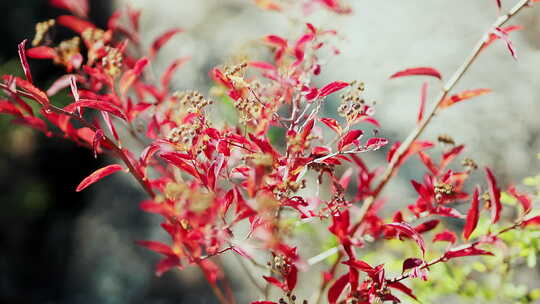 微距植物特写实拍