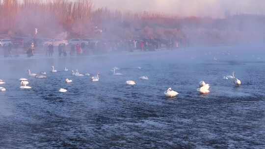 辽宁朝阳红村冬日晨雾笼罩下天鹅湾白天鹅