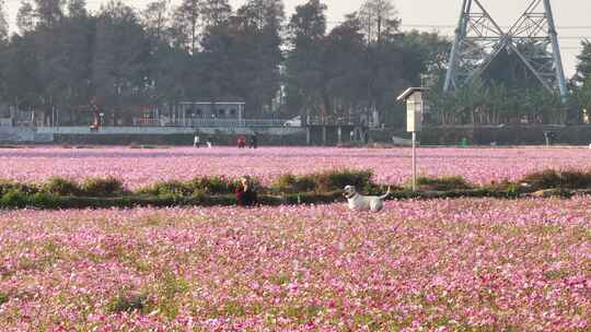 中国广东省中山市南朗街道崖口花海