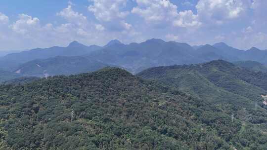 福建三明城市绿化植物航拍