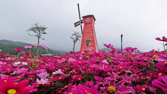 风车与格桑花