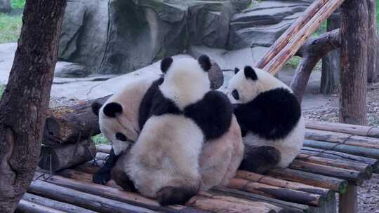可爱大熊猫渝可渝爱