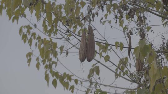 晚秋初冬萧条景象LOG视频素材